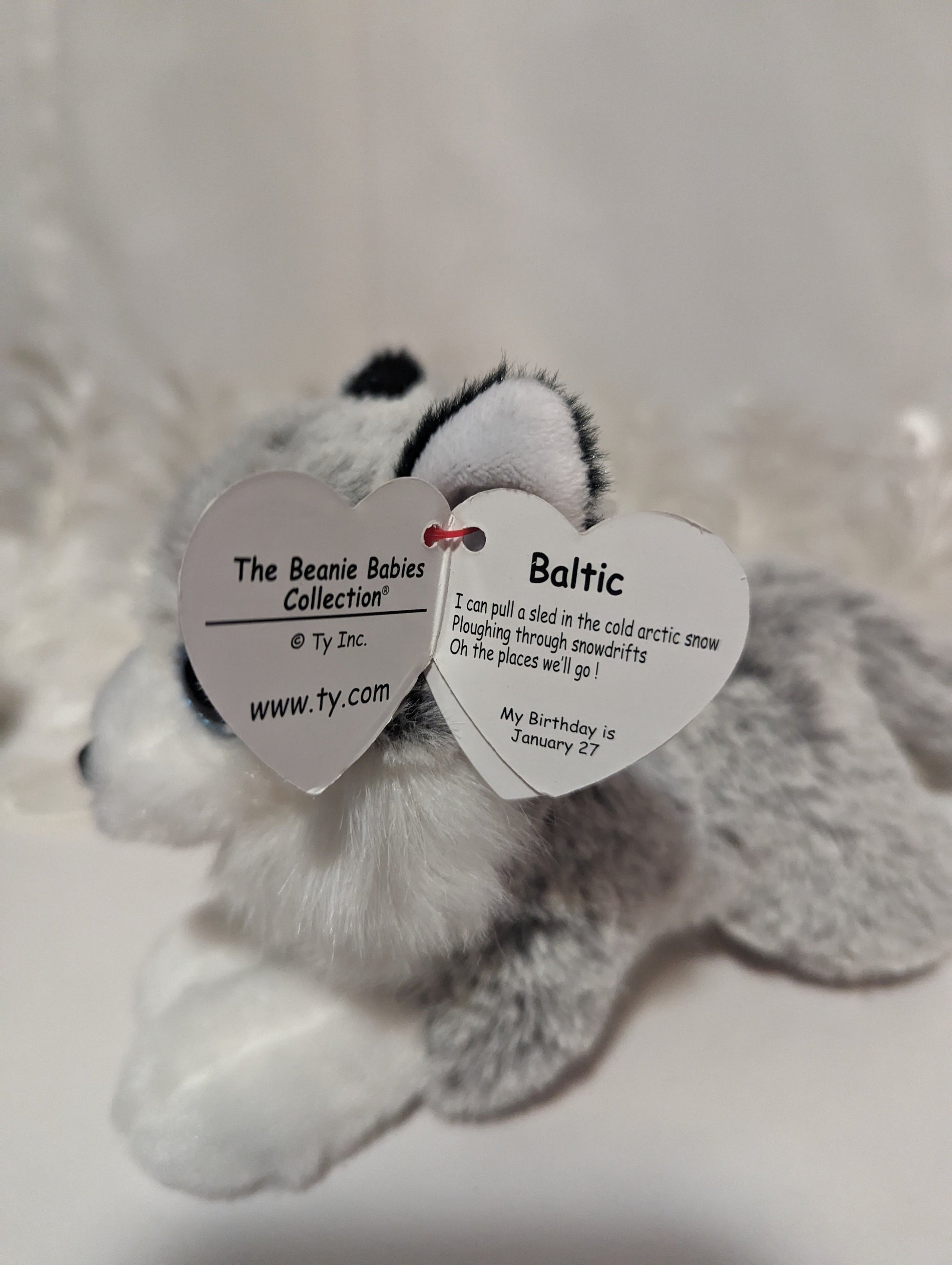 Ty Beanie Baby - Baltic The Husky (6in) - Vintage Beanies Canada